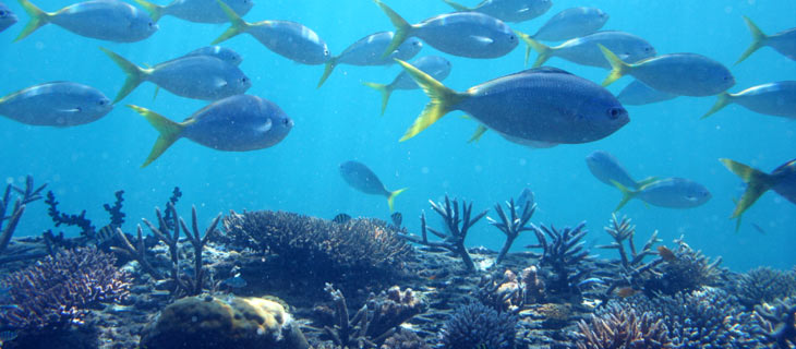 Liquid Part 3 – Displaying a List of Dynamics 365&nbsp;Records